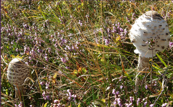 Amanita e Lepiota?